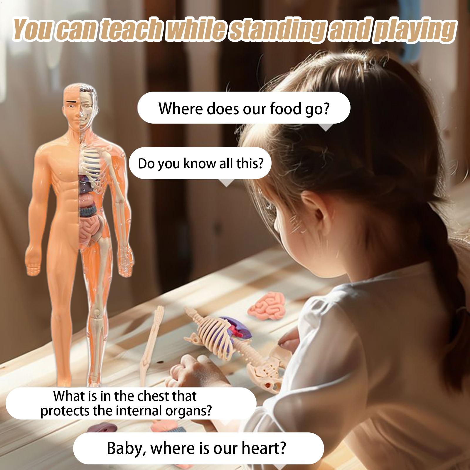 Human Skeleton Model For Anato - огляд і ціна Kids Education Usa