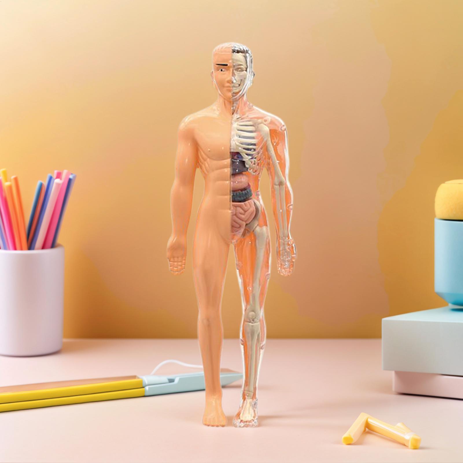 Human Skeleton Model For Anato - огляд і ціна Kids Education Usa